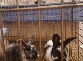 Beautifull cuddly tame rabbits wanting a home xxx