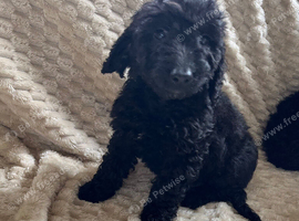 Cockapoo puppy