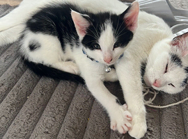 Last male kitten