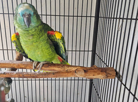 Blue front amazon parrot