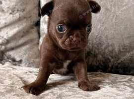 Dark chocolate little smoothcoat male