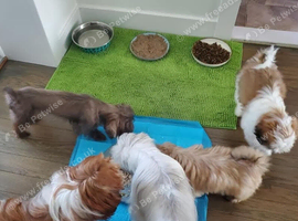 Shih Tzu Puppies