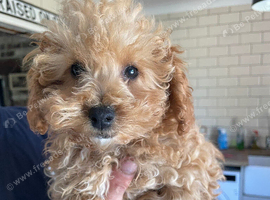 Maltipoo puppies 2 BOYS LEFT
