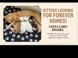 5 beautiful kittens