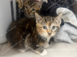 one male two female kittens