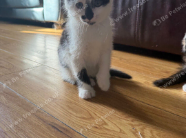 One kitten left