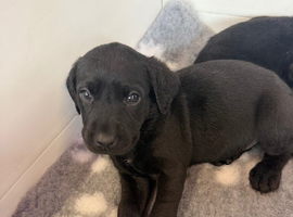 Black Labradors boys and girls