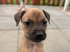 Female staffy pup