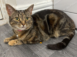 3 year old female Tabby Cat