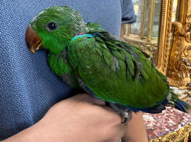 Baby Eclectus super tame
