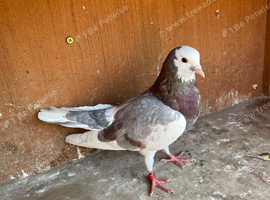 Male Birmingham roller