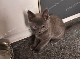 9 week old grey female kitten