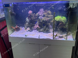 Complete Red Sea MAX 250 Aquarium Setup - Includes Live