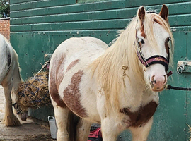 Gorgeous red roan cob gelding
