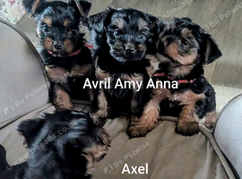 ANMACO KC Pedigree Toy & Miniature Pups