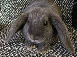 2 Mini lop Buck&rsquo;s (mini plush carriers)