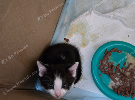 Male domestic shorthair kitten