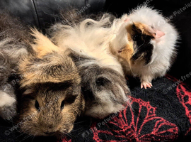 Beautiful female guineapigs for sale