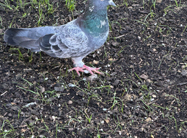 Pigeon