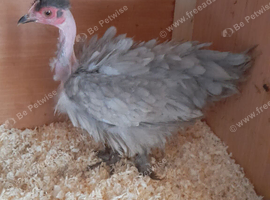 Bantam chickens