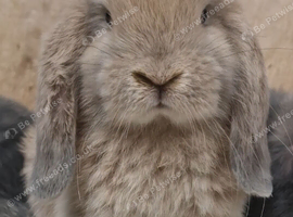 4 georgeous pure mini lop boys ready to leave 1st sept