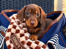 Miniature dachshund puppy&rsquo;s READY NOW!