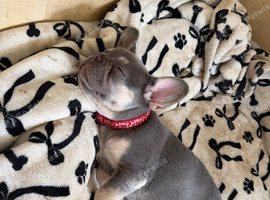 Grey and tan French bull dog