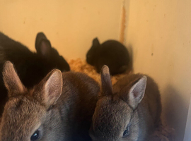 Netherland dwarf babies