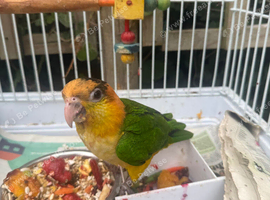 Yellow thighed caique