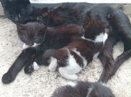 Kittens