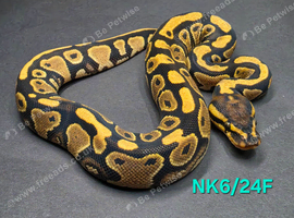 Orange dream yellow belly het clown female 50%het pied