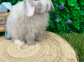 Beautiful purebred mini lops ready to reserve