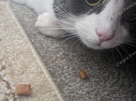 Gizmo Matilda Smokey