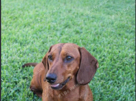 Dachshund boy 4 years old