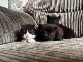 3 adorable kittens for sale