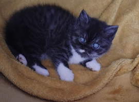 Beautiful kitten