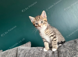 Kittens now ready to go !