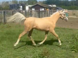 Gorgeous Palomino Welsh section B