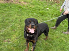 Male rottweiler for stud