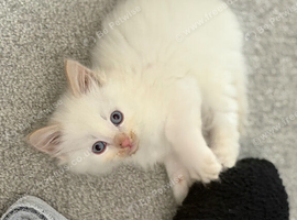 Male kitten 3 months old