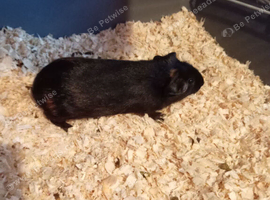 Two baby boars looking for a forever home