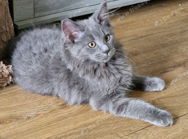 Pedigree maine coon kittens
