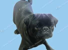 *STUD* Proven Pedigree Pug