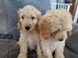 5 month old Cockapoo female puppies