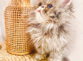 Beautiful kittens ready now
