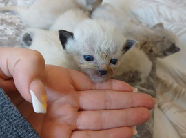 Pure ragdoll kittems 2 weeks old colours just comimg in