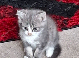 Female kittens