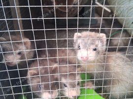 Ferret kits for sale
