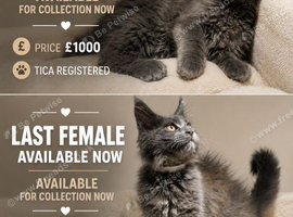 Available now! Last Two TICA Registered Maine Coon