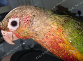Hand raised Green Cheek Conures